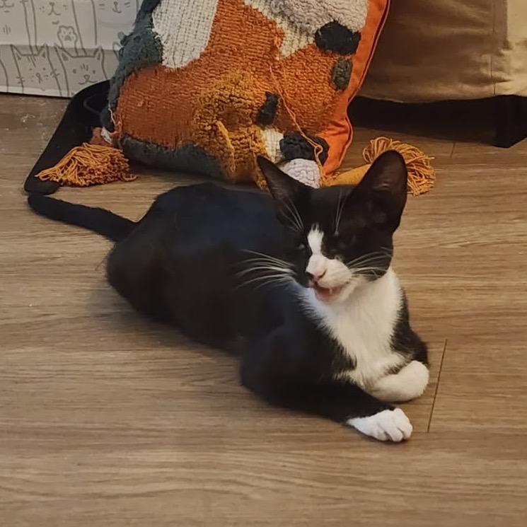 Enlarge Donut, a Adoptable Domestic Medium Hair in San Antonio, TX image 4/6