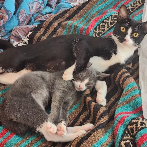 Enlarge Donut, a Adoptable Domestic Medium Hair in San Antonio, TX image 5/6