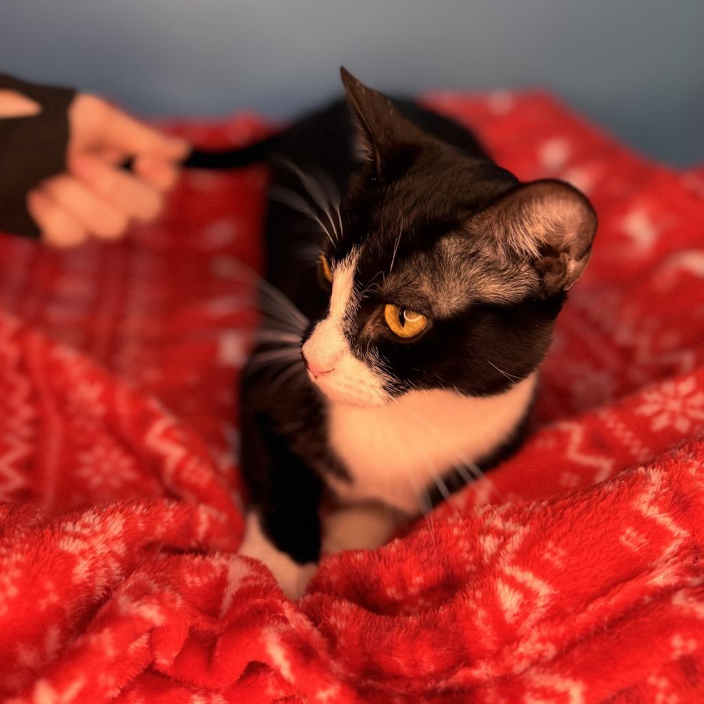 Enlarge Donut, a Adoptable Domestic Medium Hair in San Antonio, TX image 6/6