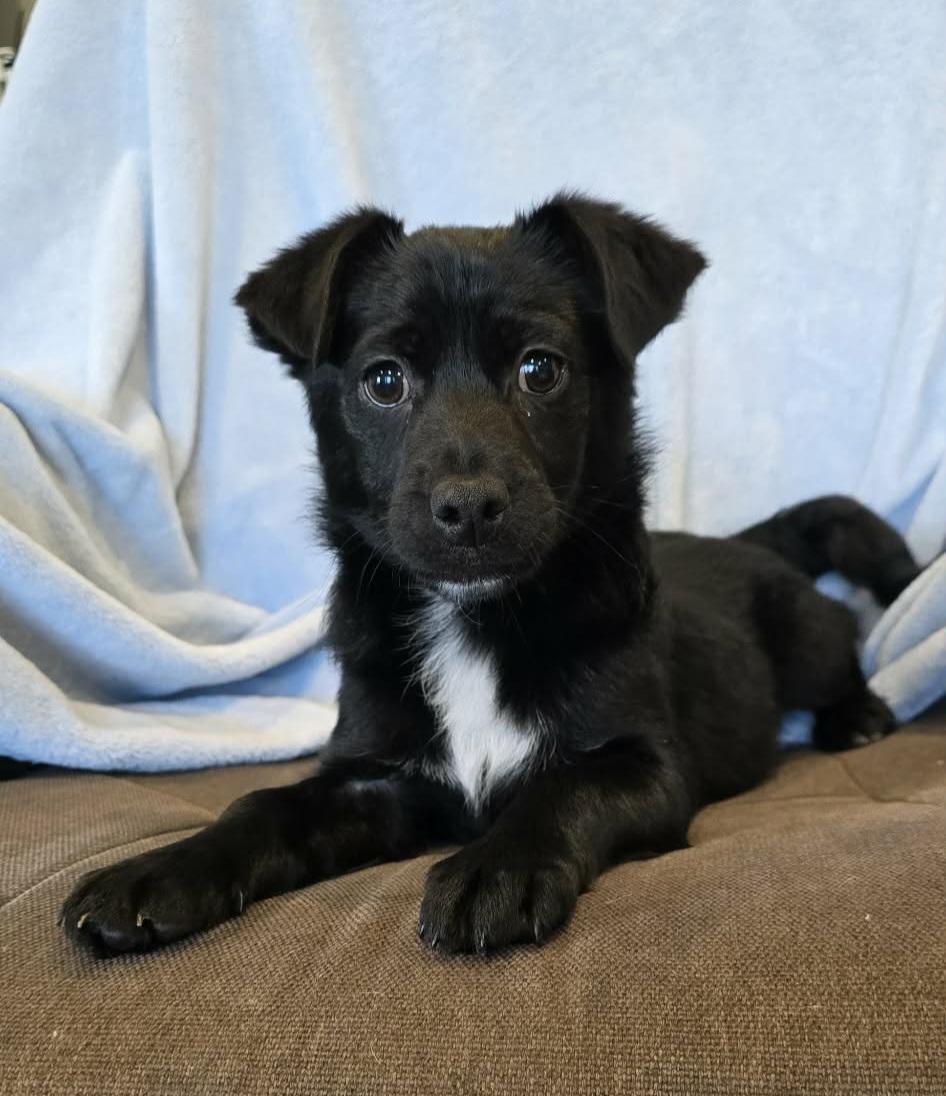 Enlarge Banks, an adopted mixed breed in Grand Rapids, MI image 1/1