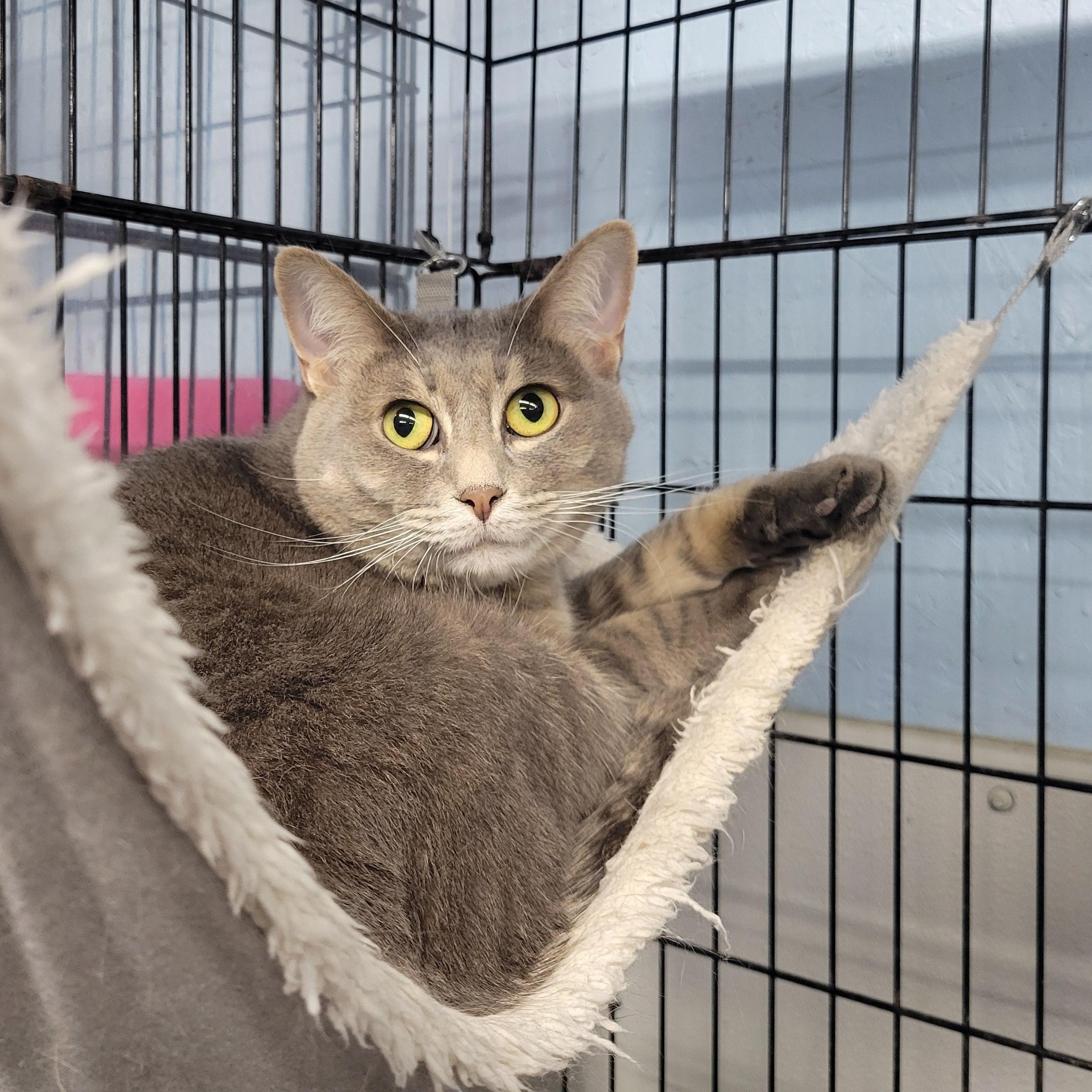 Felicity, Adoptable, Young Female Tiger.