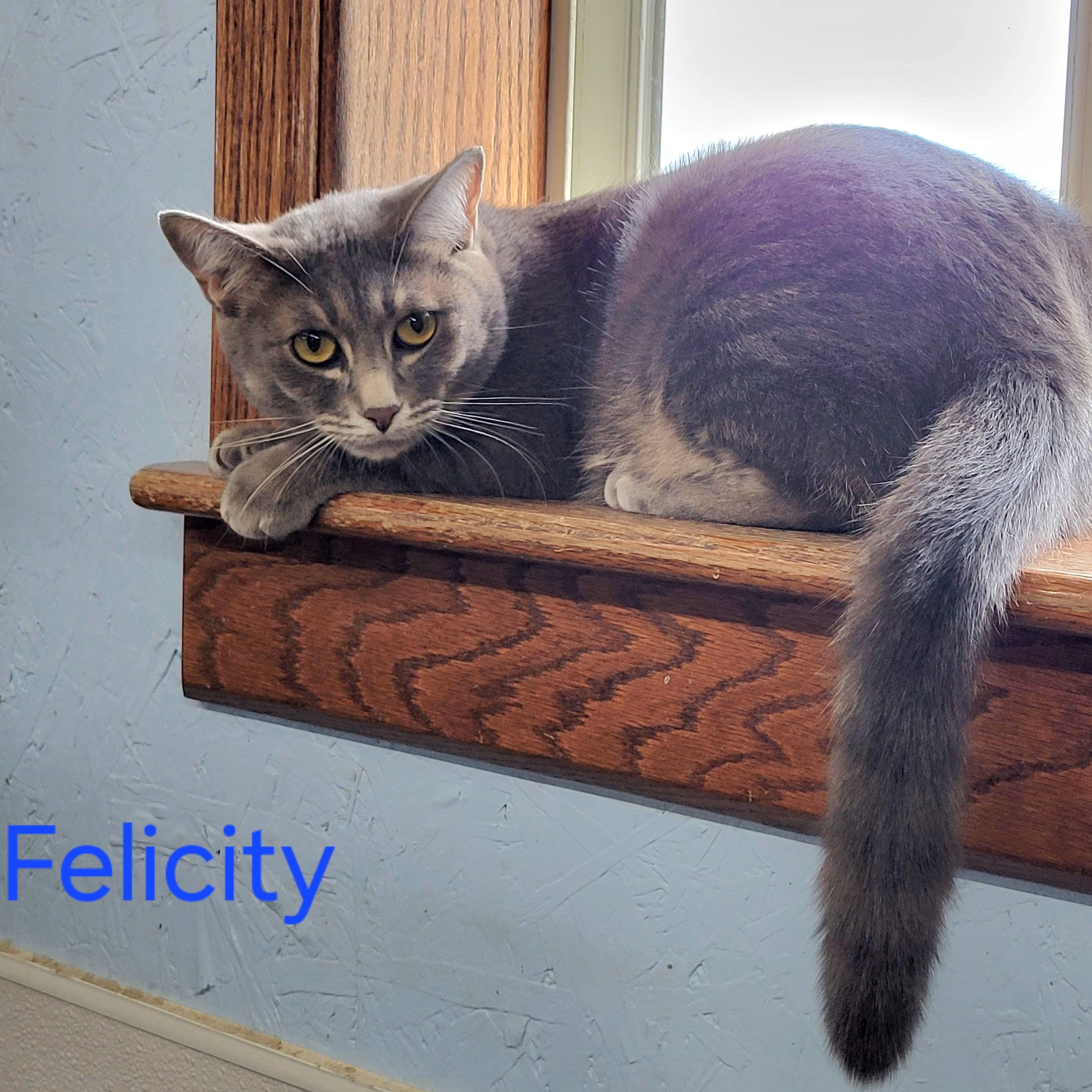 Felicity, a Adoptable Tiger image 3/5