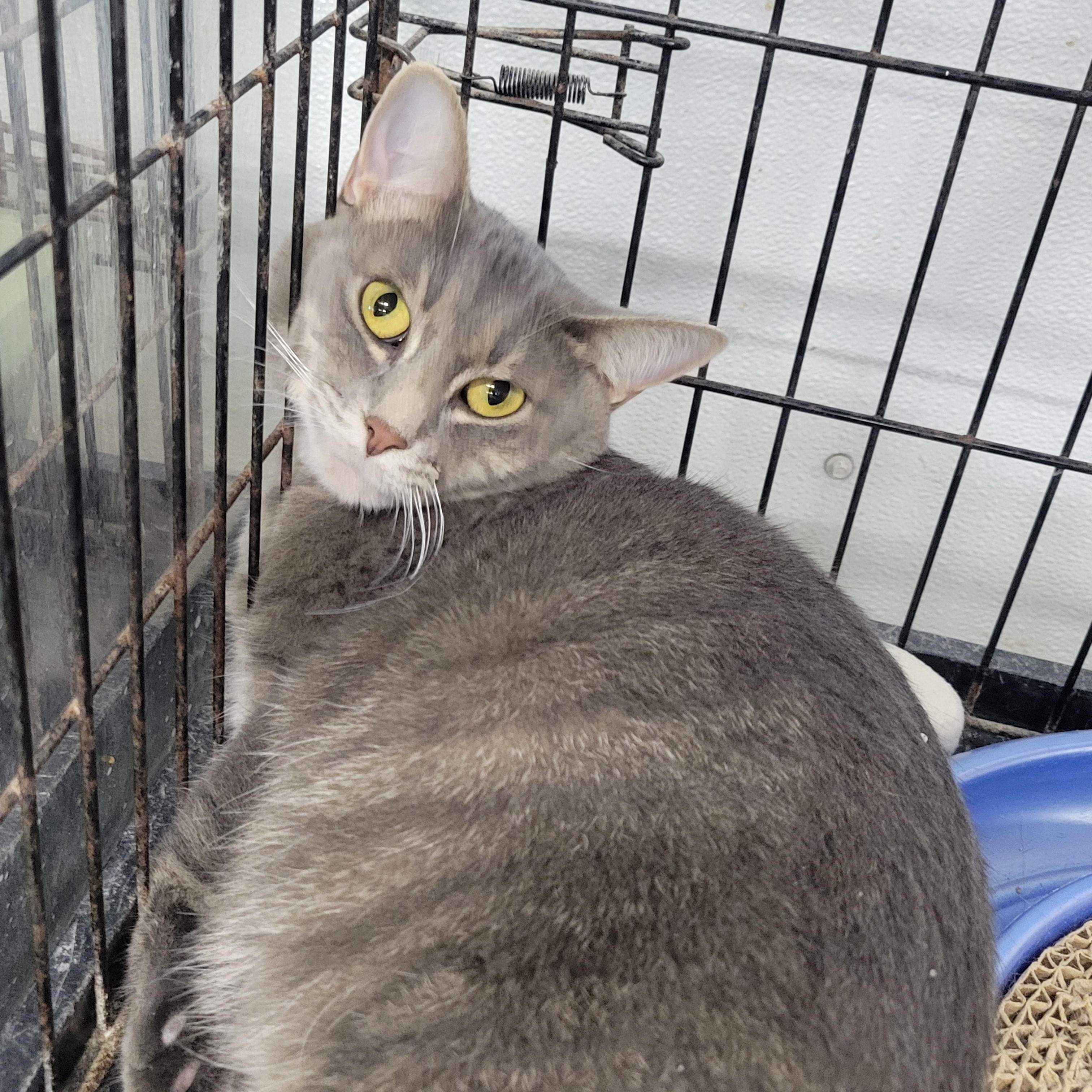 Felicity, an adoptable Tiger in Clarinda, IA, 51632 | Photo Image 1