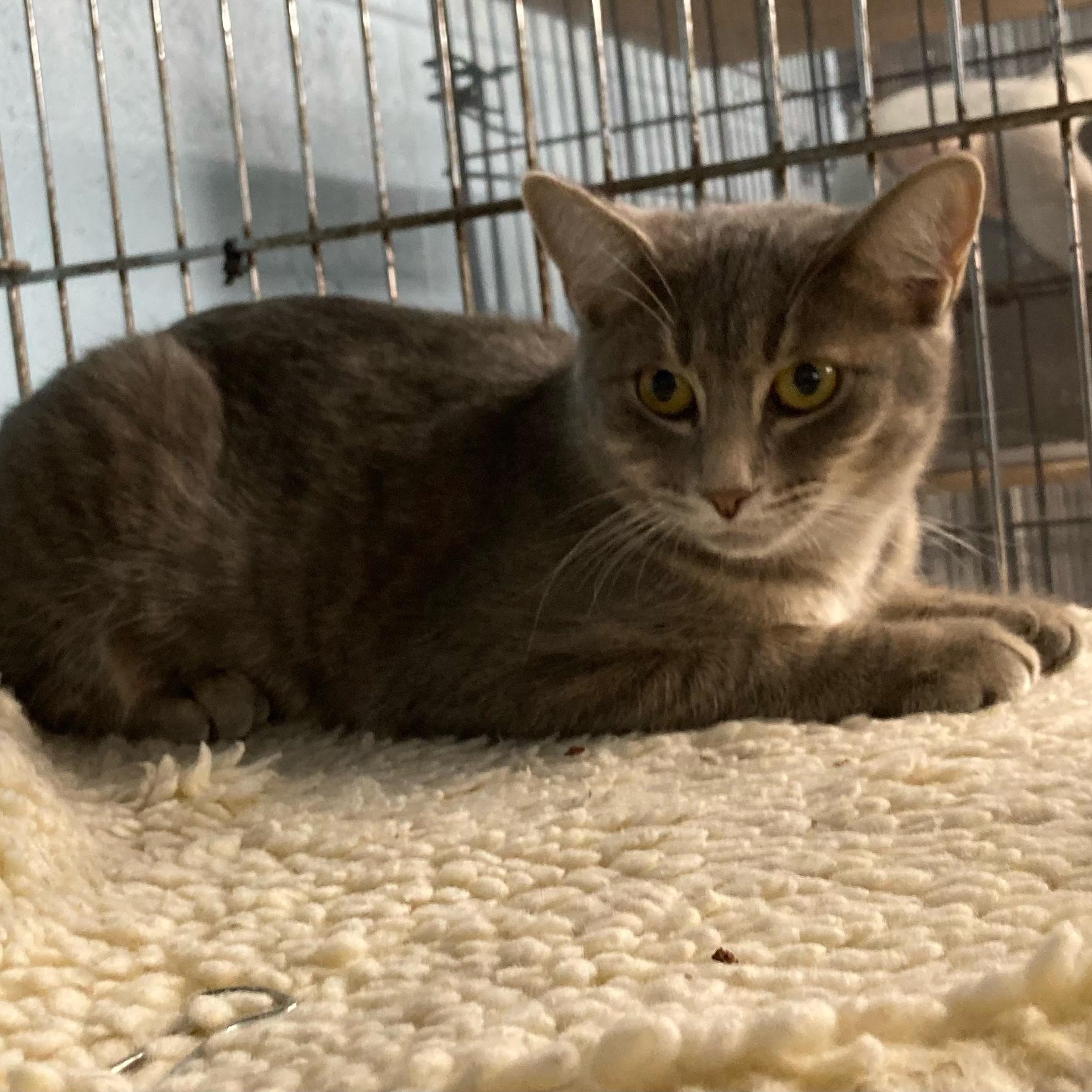 Felicity, an adoptable Tiger in Clarinda, IA, 51632 | Photo Image 4