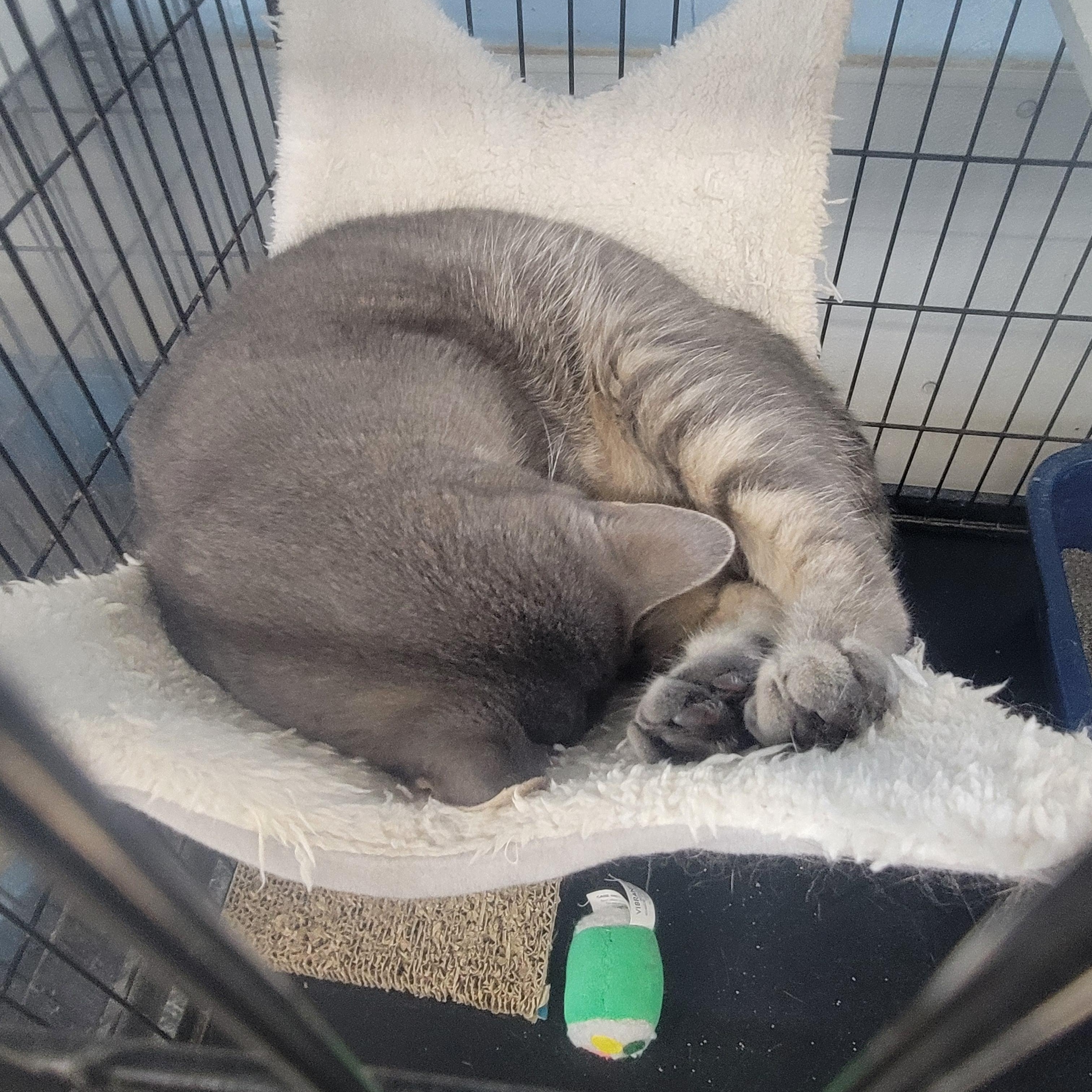 Felicity thumbnail 4