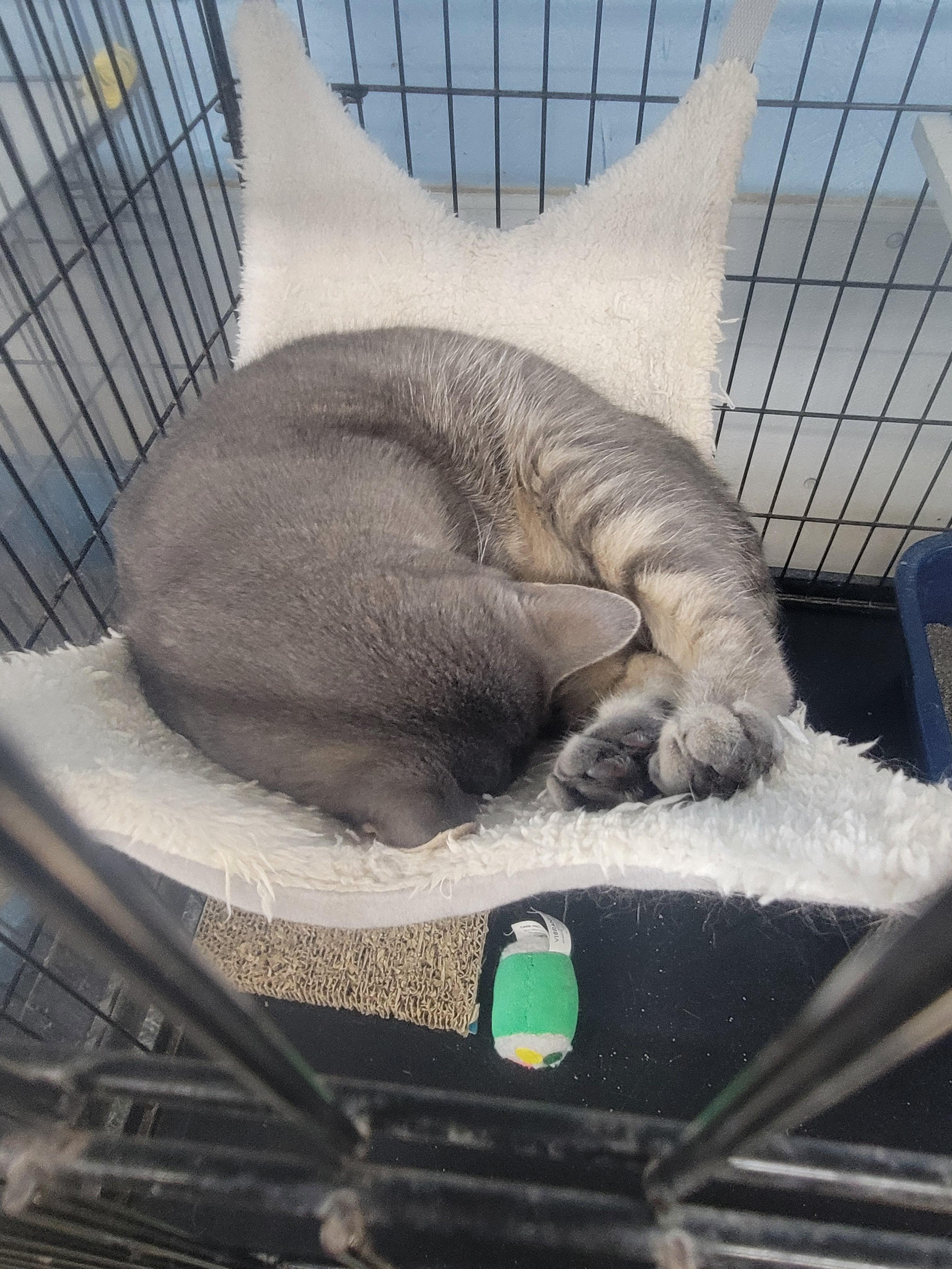 Felicity, an adoptable Tiger in Clarinda, IA, 51632 | Photo Image 3