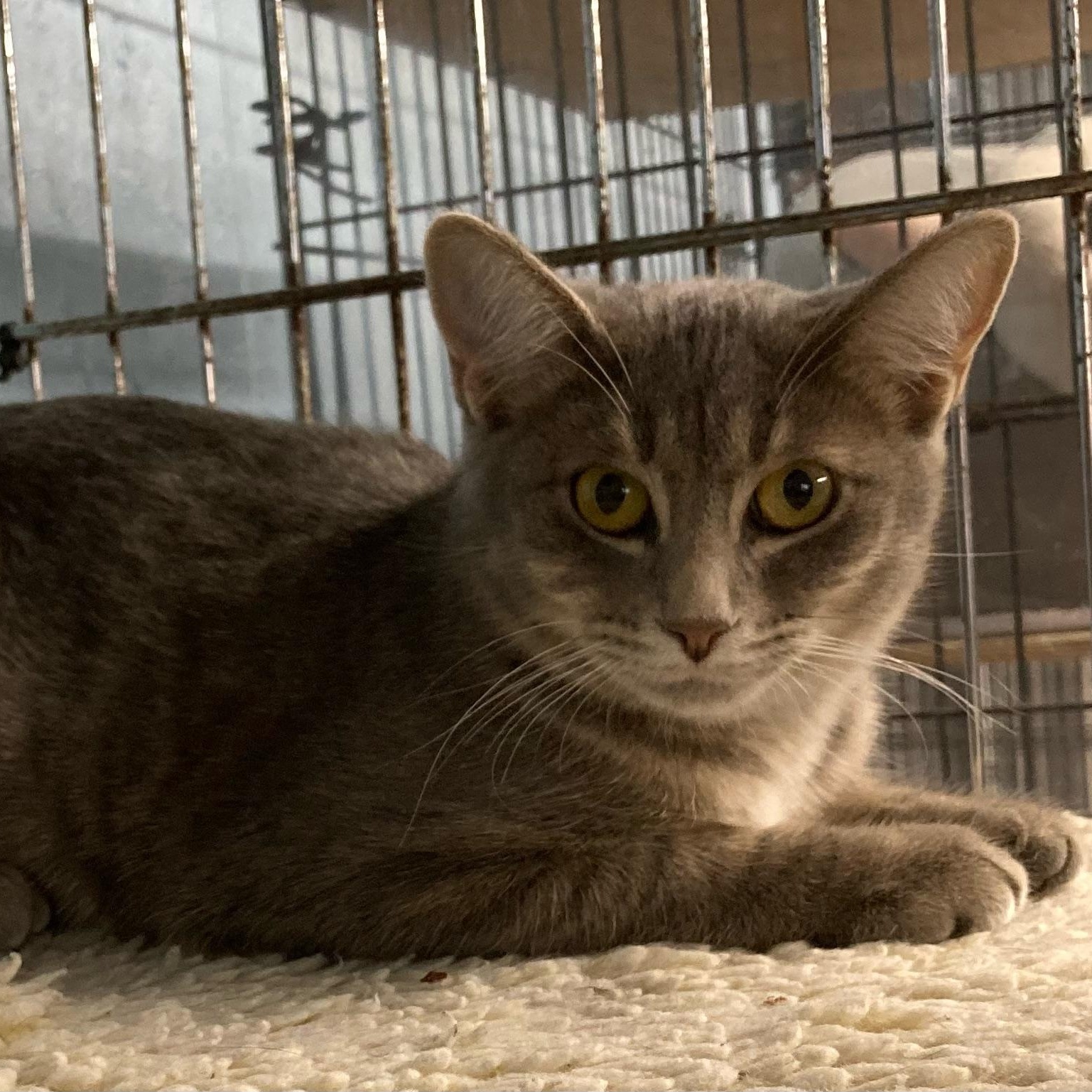 Felicity, an adoptable Tiger in Clarinda, IA, 51632 | Photo Image 5