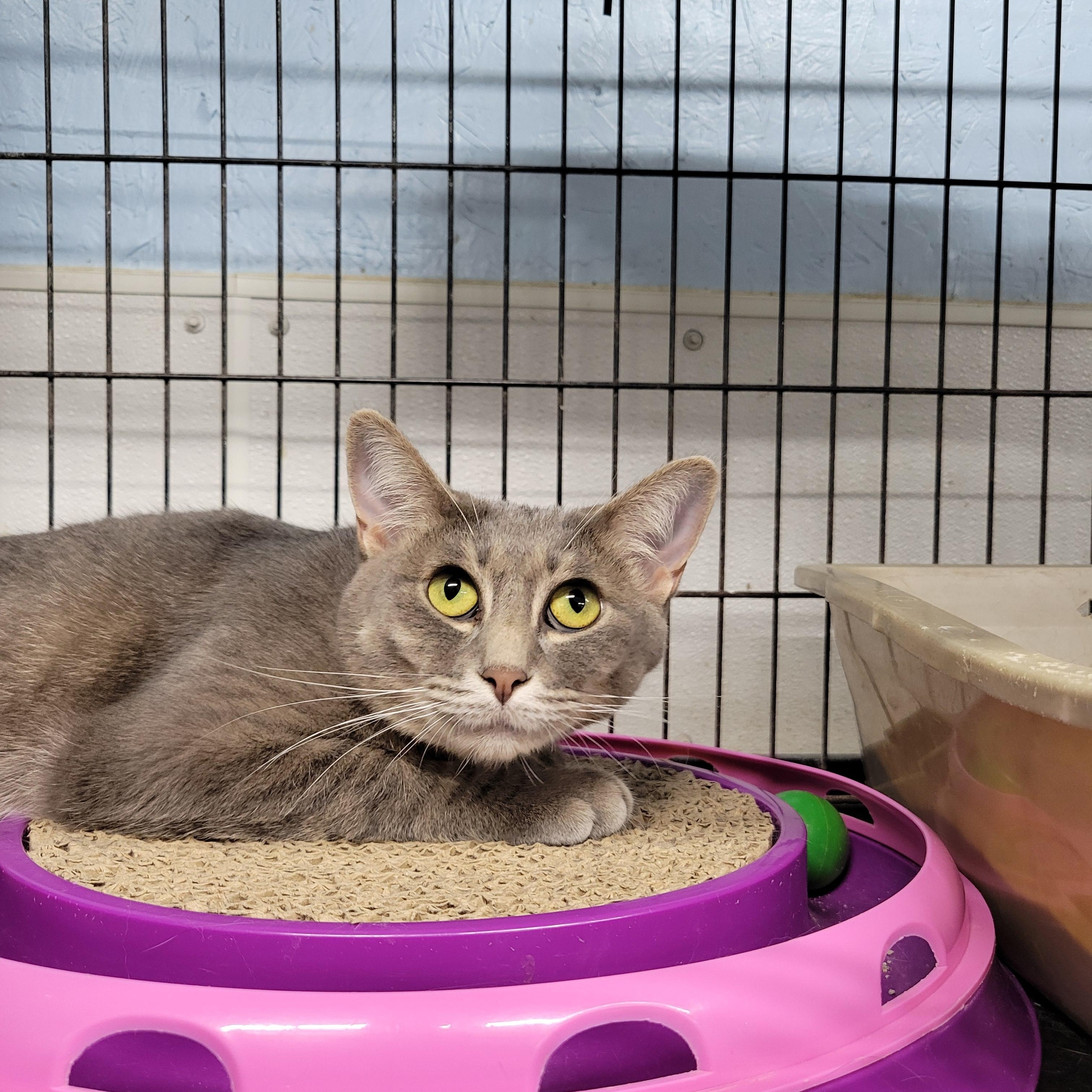 Felicity, an adoptable Tiger in Clarinda, IA, 51632 | Photo Image 6