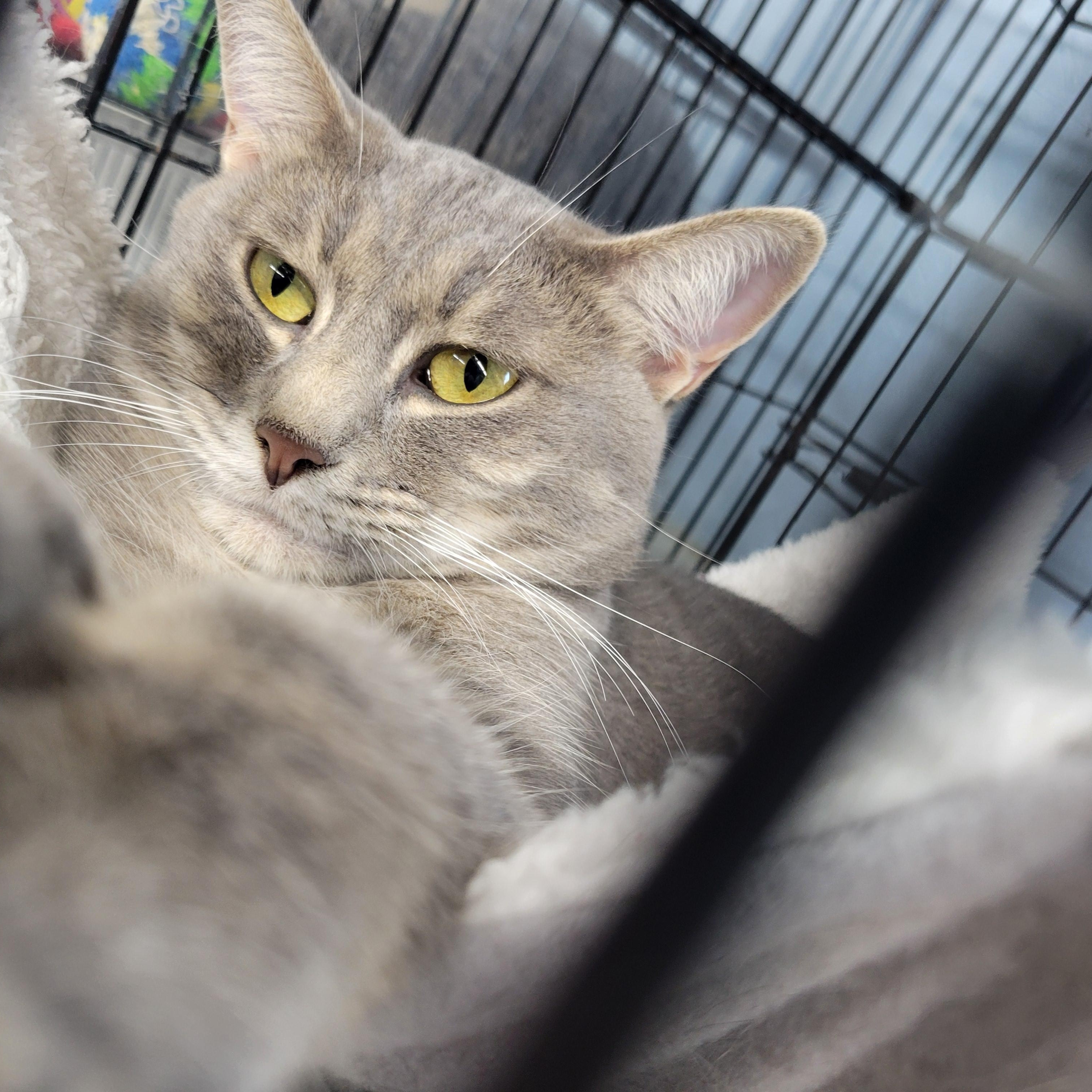 Felicity, an adoptable Tiger in Clarinda, IA, 51632 | Photo Image 2