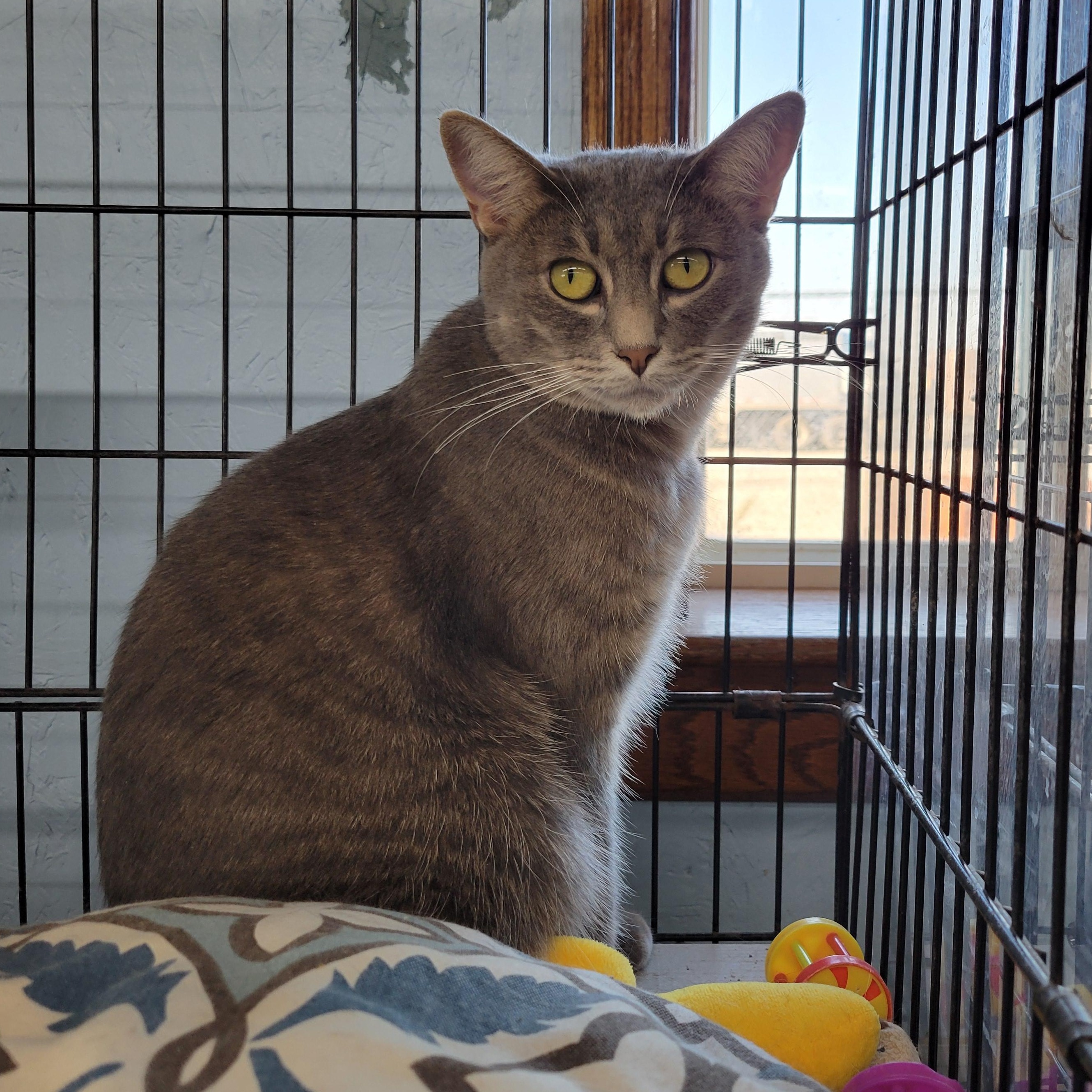 Felicity, Adoptable, Young Female Tiger.