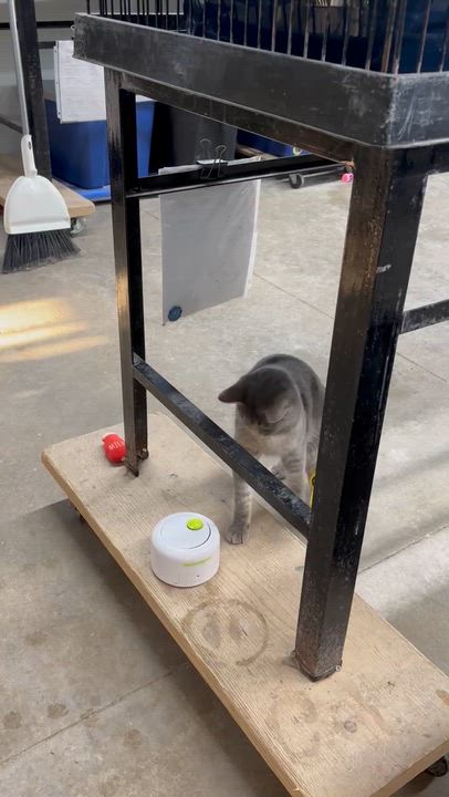 Enlarge Felicity, a Adoptable Tiger video 5/5