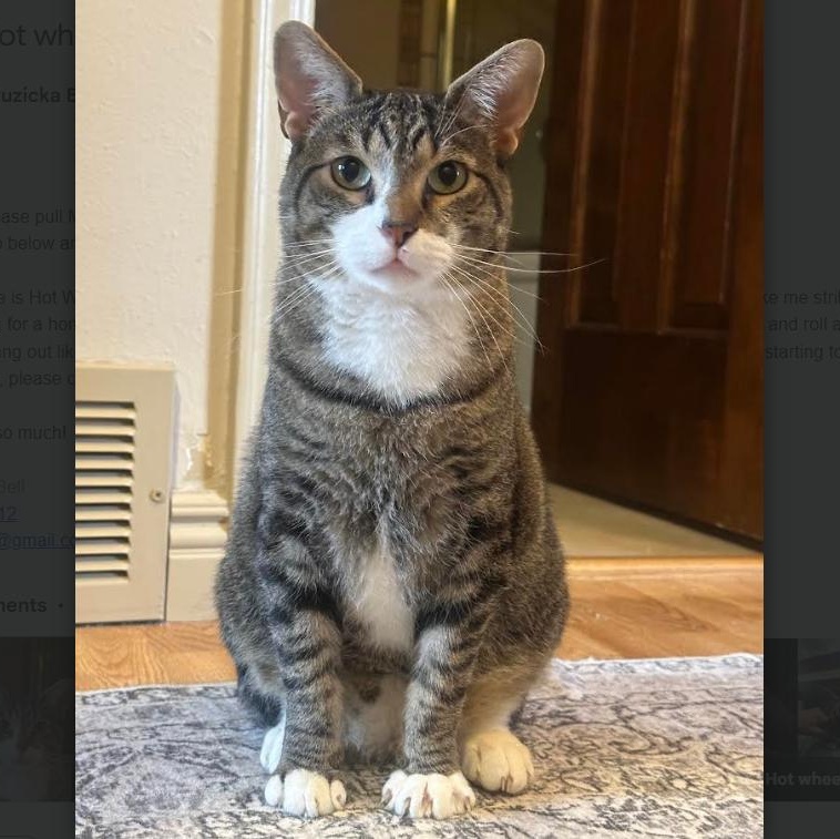 Enlarge Hot Wheels Bell, a Adoptable Domestic Short Hair in Denver, CO image 1/4