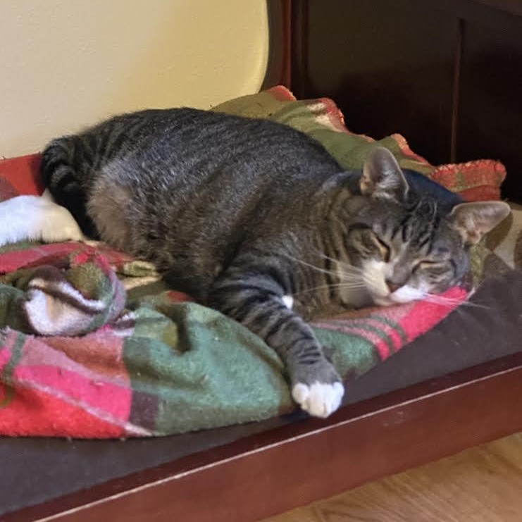 Enlarge Hot Wheels Bell, a Adoptable Domestic Short Hair in Denver, CO image 3/4