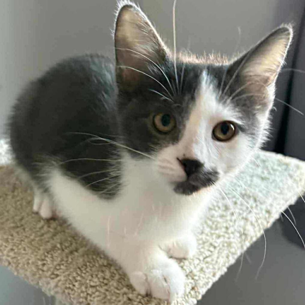 Amaretto – A Playful & Purring Princess!