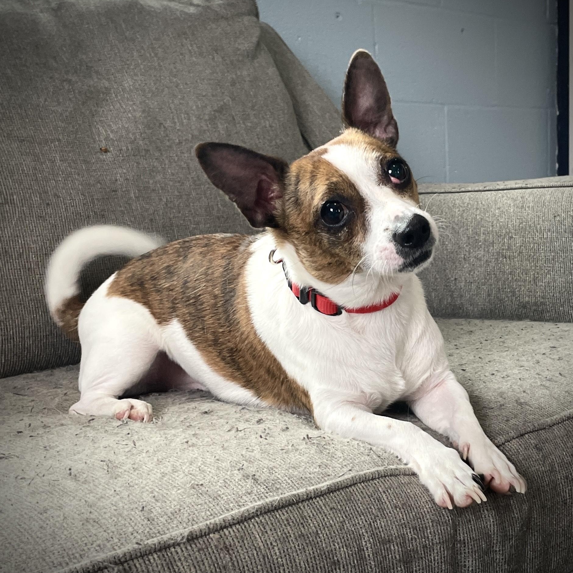 Little Man, an adopted mixed breed in Salem, MO image 1/4