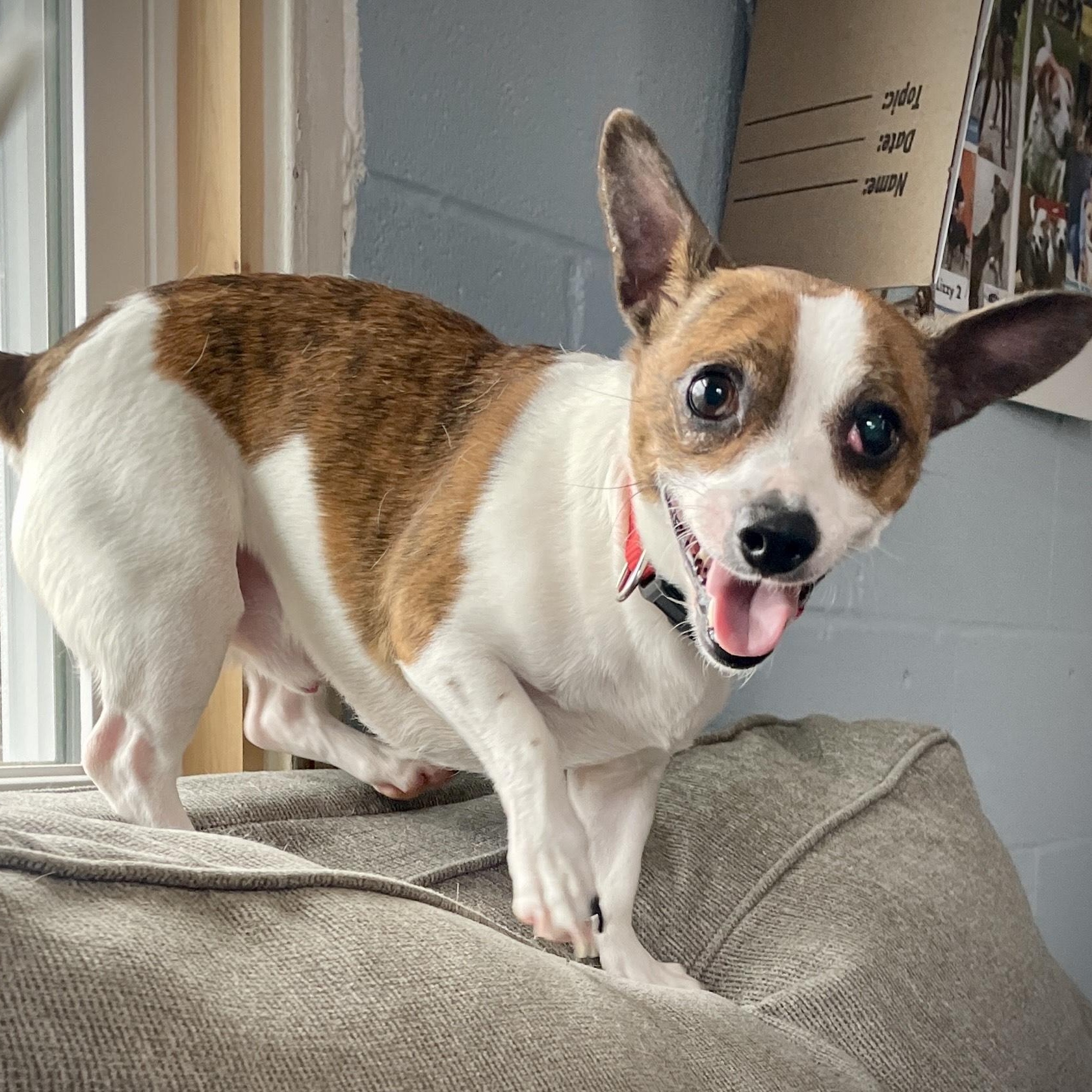 Little Man, an adopted mixed breed in Salem, MO image 2/4