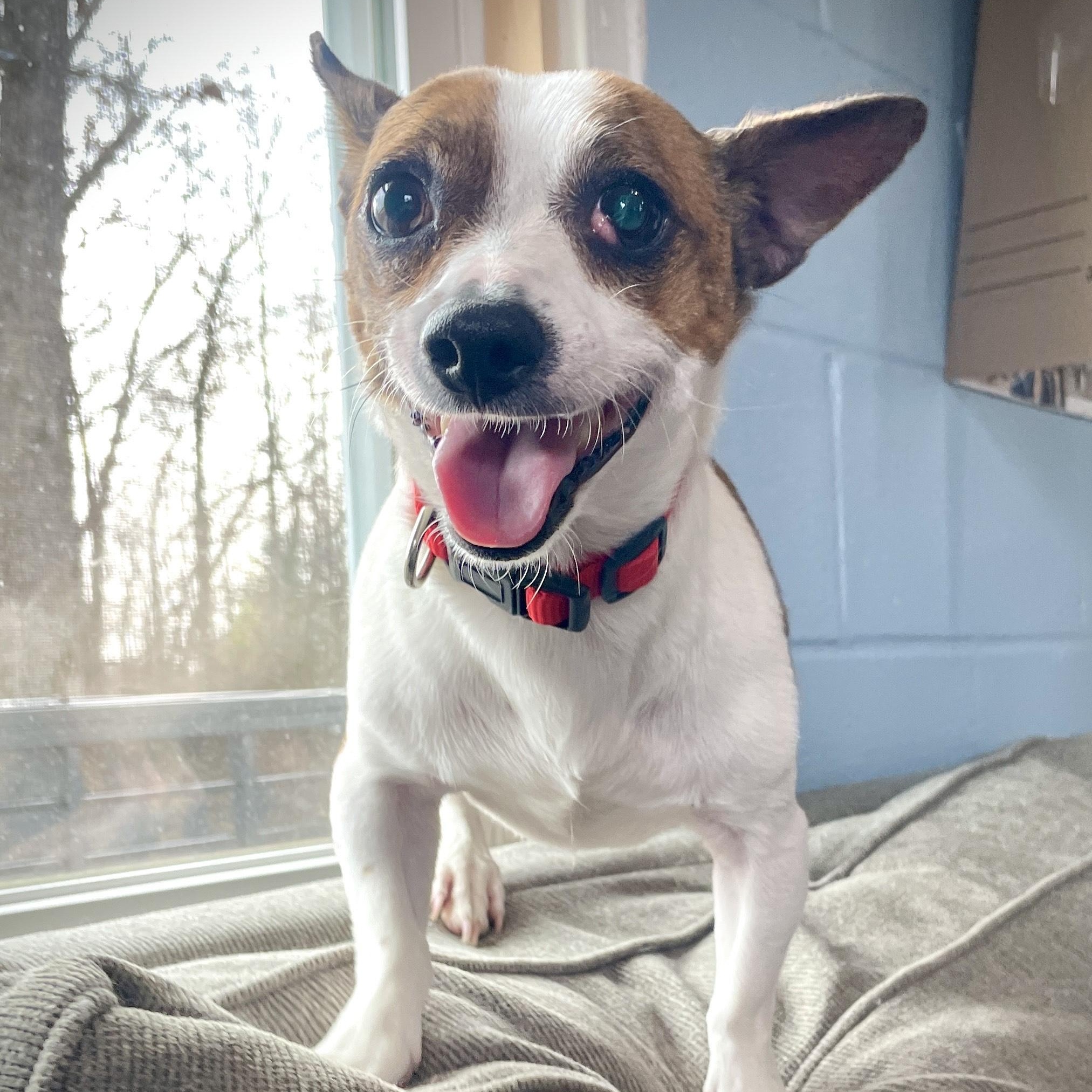 Little Man, an adopted mixed breed in Salem, MO image 3/4