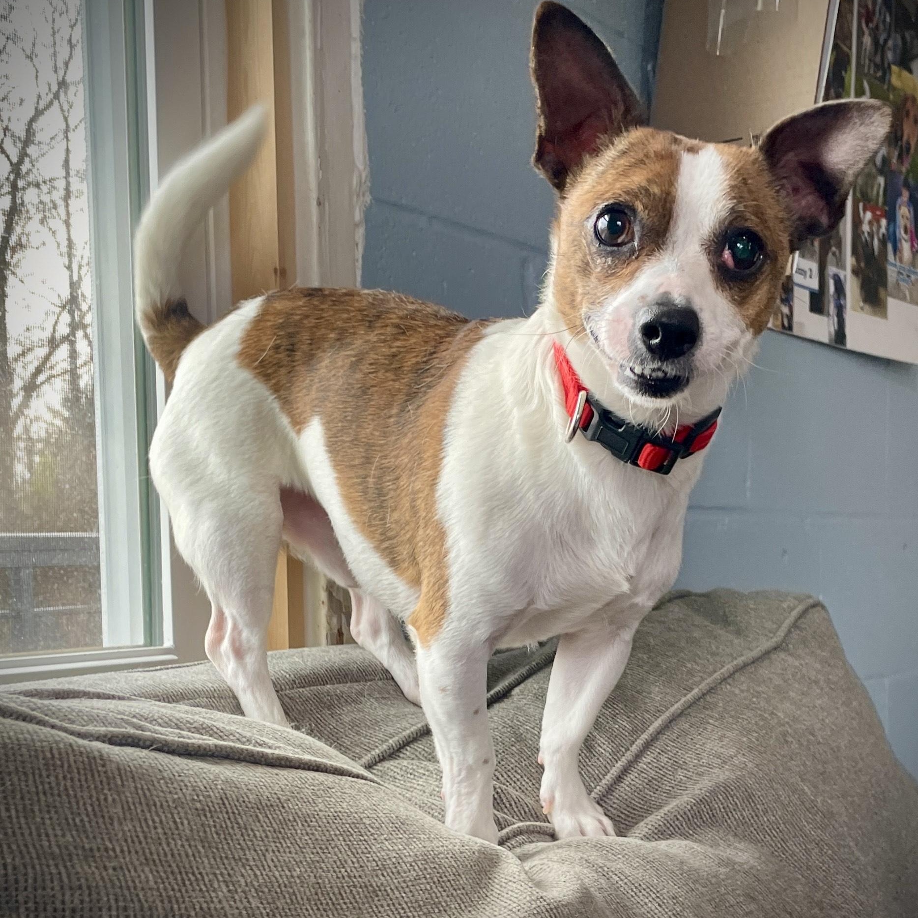 Little Man, an adopted mixed breed in Salem, MO image 4/4
