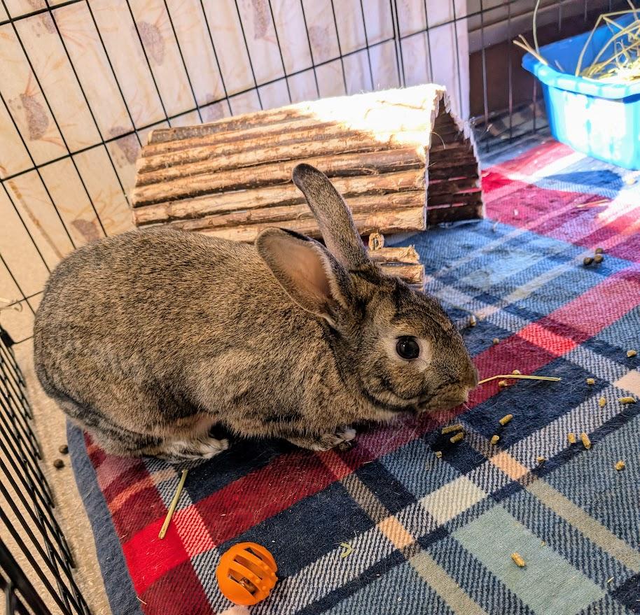 Hare-ison Ford, Adoptable, Adult Male Bunny Rabbit.