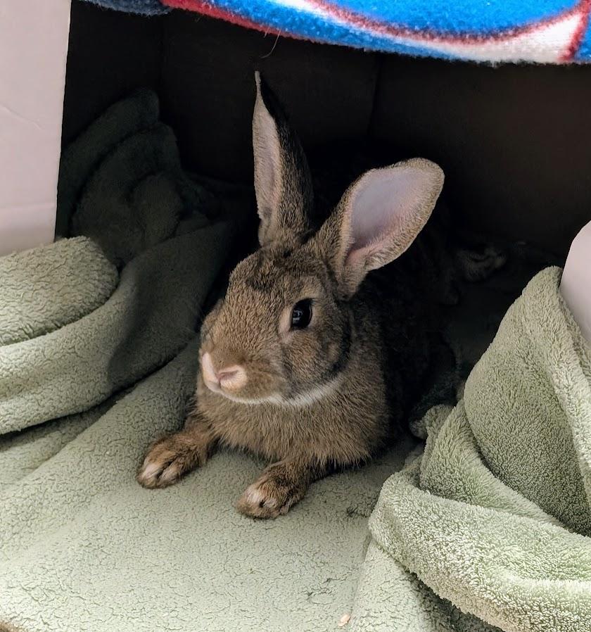 Hare-ison Ford, a Adoptable Bunny Rabbit in Coquitlam, BC image 1/2