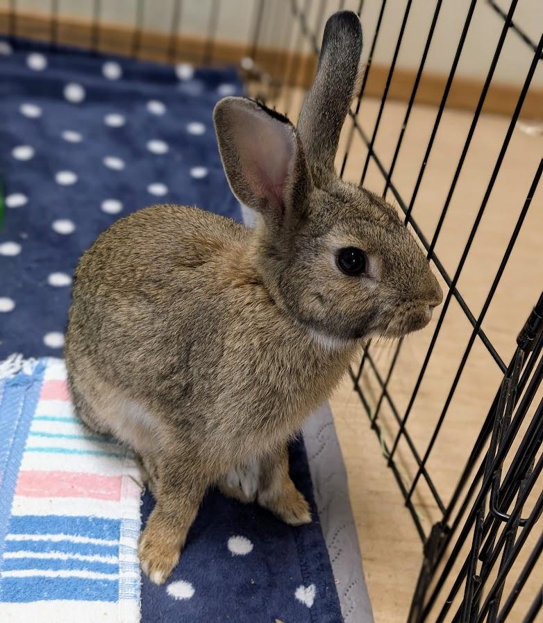 Hare-ison Ford, a Adoptable Bunny Rabbit in Coquitlam, BC image 2/2