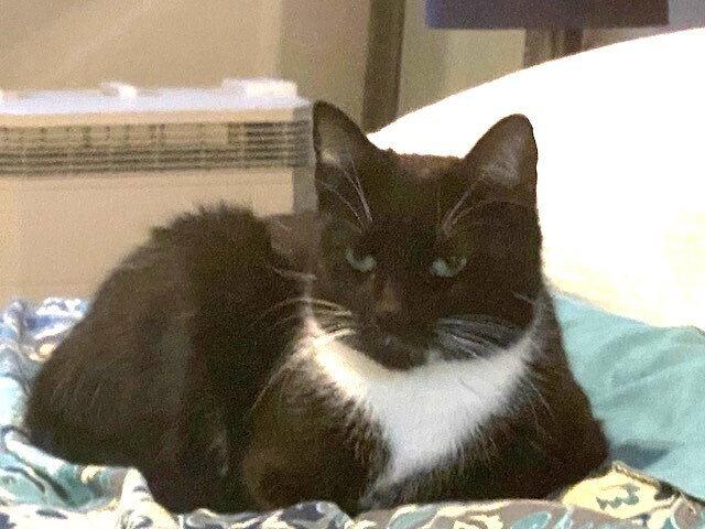 zz-Momma Cat, Adoptable, Young Female Domestic Short Hair.