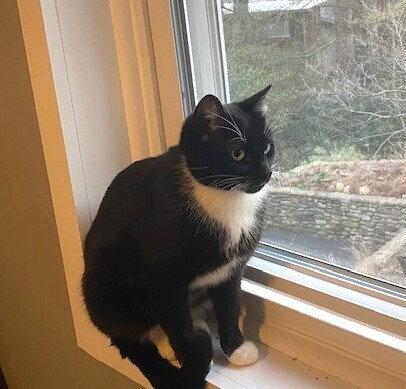 Enlarge zz-Momma Cat, a Adoptable Domestic Short Hair in Candler, NC image 2/3