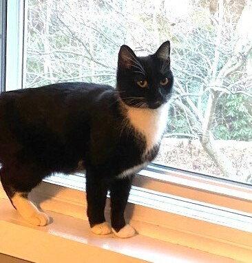 Enlarge zz-Momma Cat, a Adoptable Domestic Short Hair in Candler, NC image 3/3