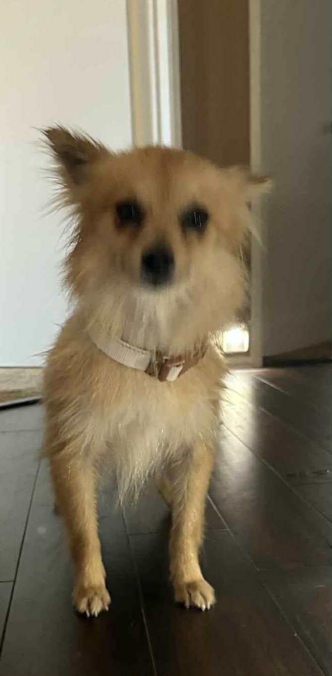 Bree, Adopted, Young Female Pomeranian.
