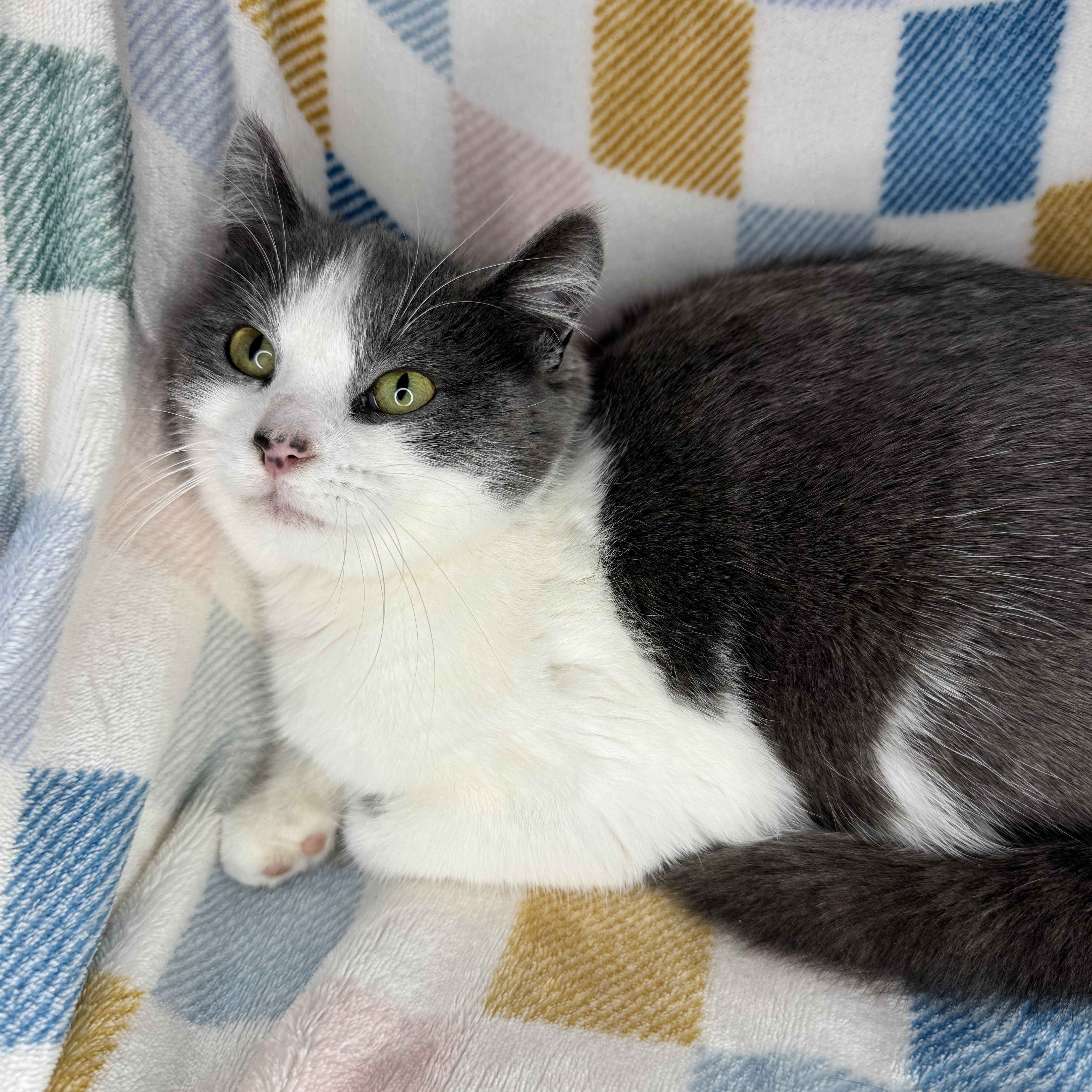 Enlarge Vesti, a Adoptable mixed breed in Mount Vernon, IL image 5/6