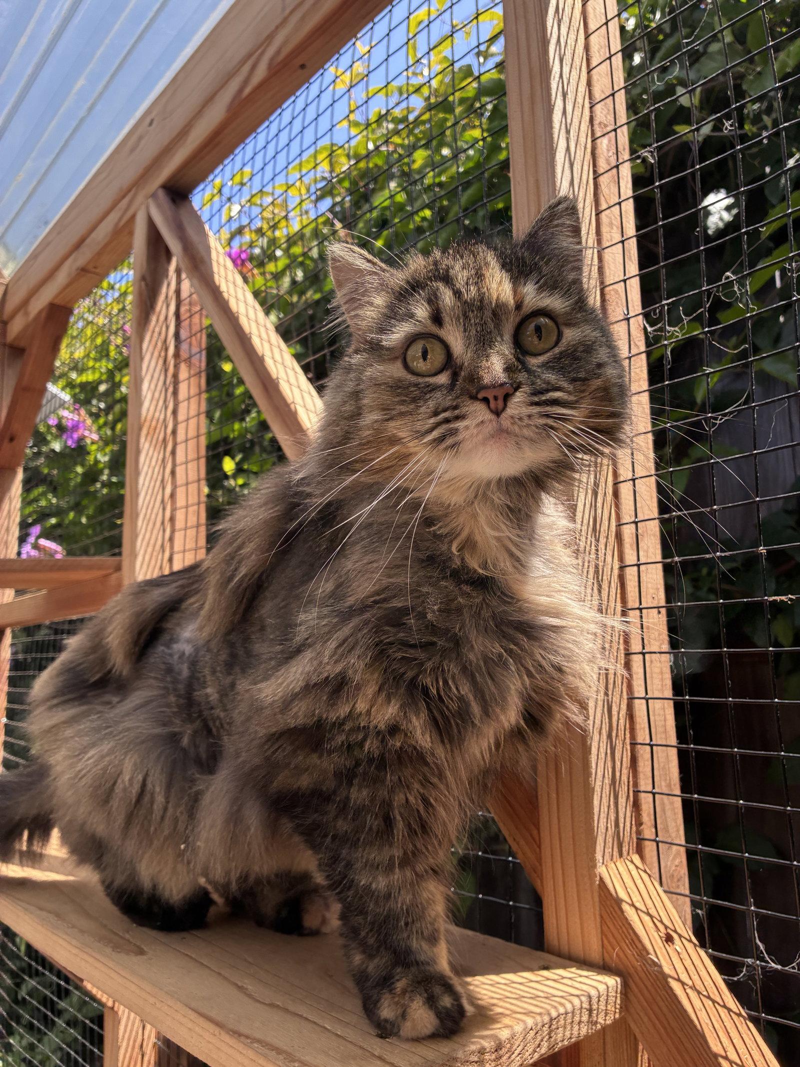 Kiki - CCC, Adoptable, Adult Female Tabby & Domestic Long Hair.