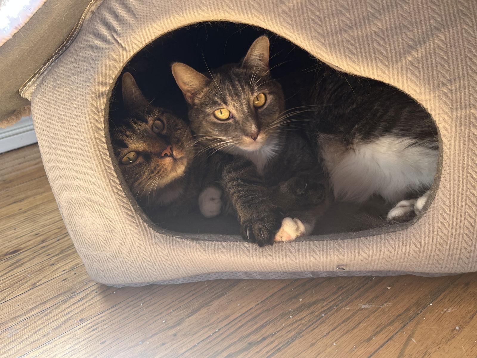 Anise, Adoptable, Adult Female Domestic Short Hair.