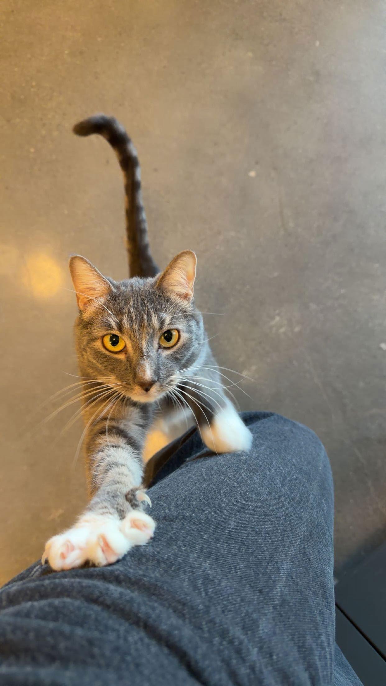 Anise, Adoptable, Adult Female Domestic Short Hair.