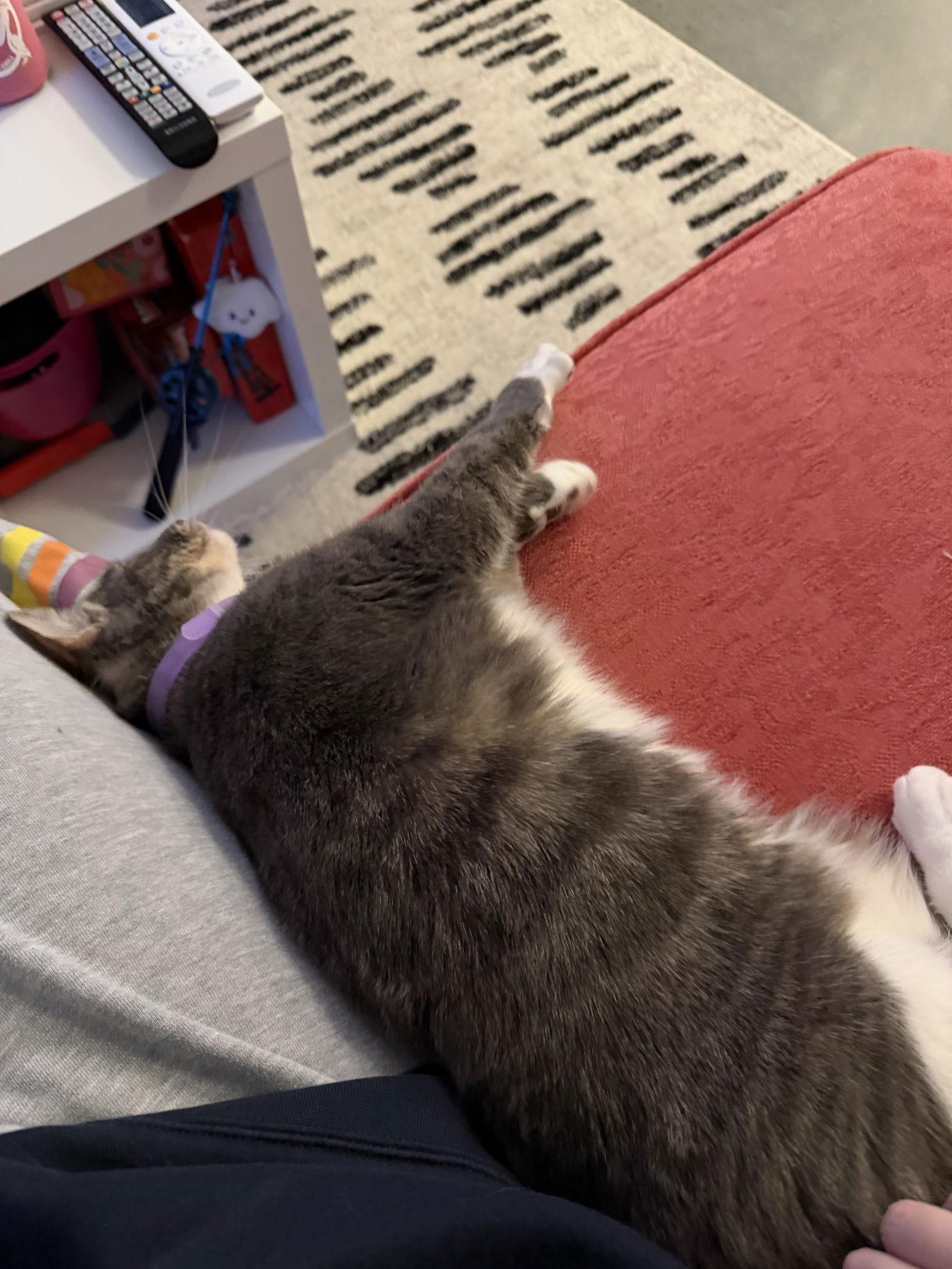 Anise, a Adoptable Domestic Short Hair in Philadelphia, PA image 2/3