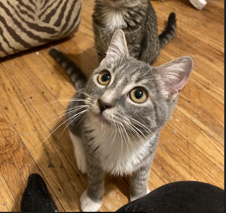 Enlarge Anise, a Adoptable Domestic Short Hair in Philadelphia, PA image 2/3