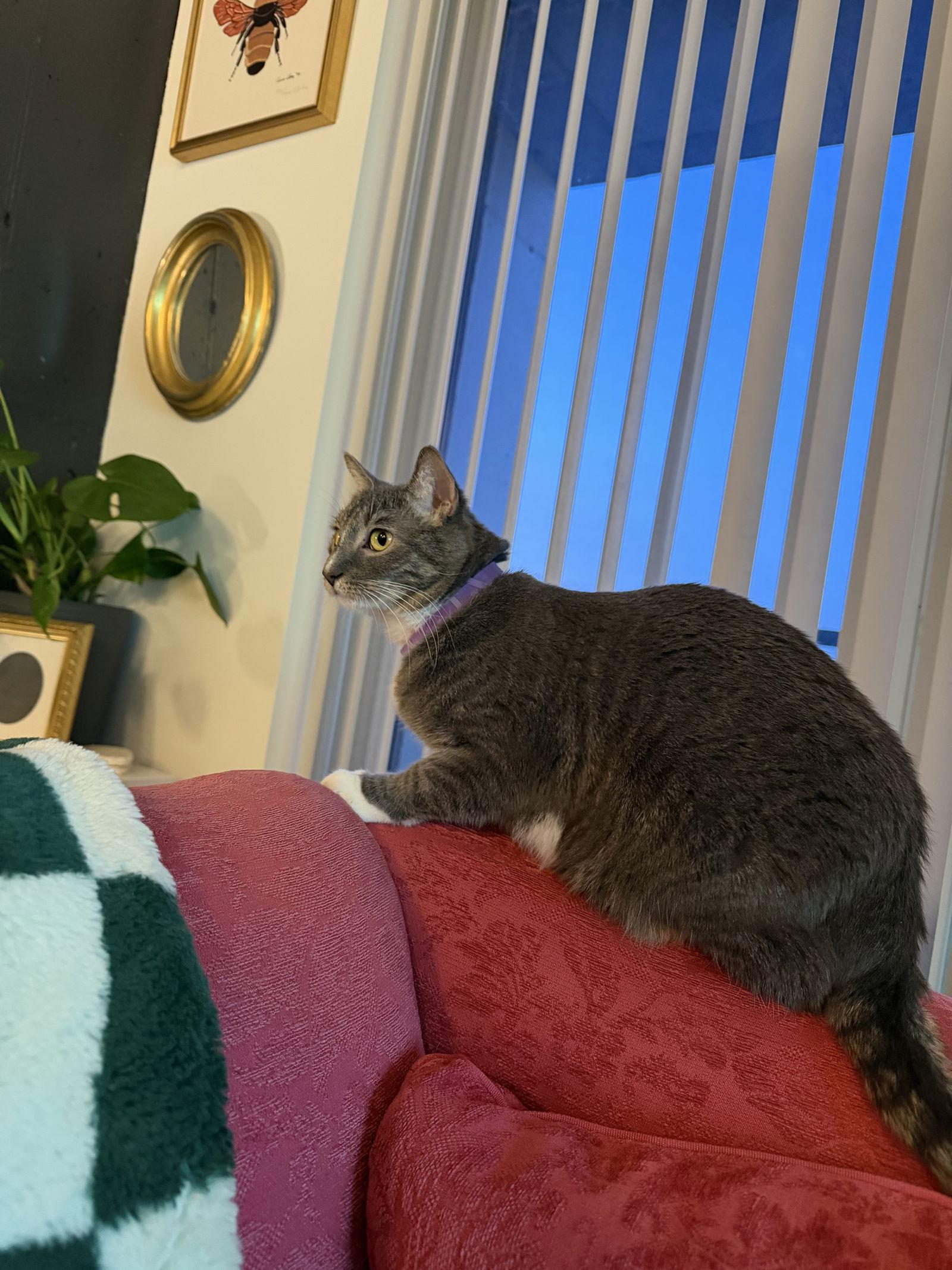 Anise, a Adoptable Domestic Short Hair in Philadelphia, PA image 3/3