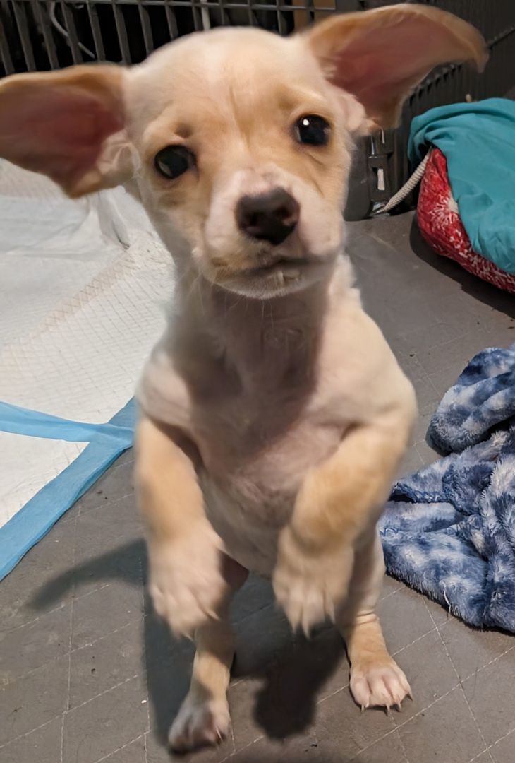 Pineapple Express , a Adopted mixed breed in Saint David, AZ image 1/4