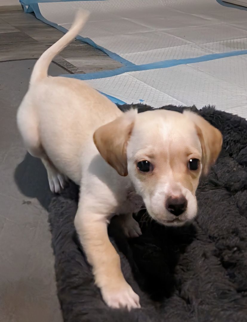 Pineapple Express , a Adopted mixed breed in Saint David, AZ image 2/4