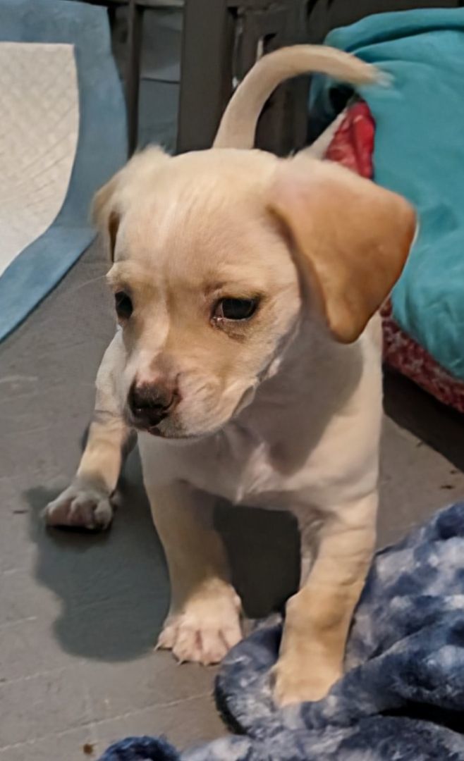 Pineapple Express , a Adopted mixed breed in Saint David, AZ image 3/4