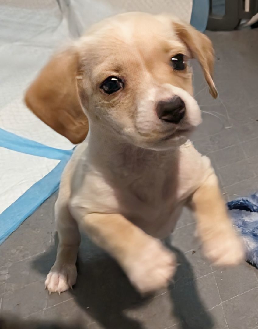 Pineapple Express , a Adopted mixed breed in Saint David, AZ image 4/4