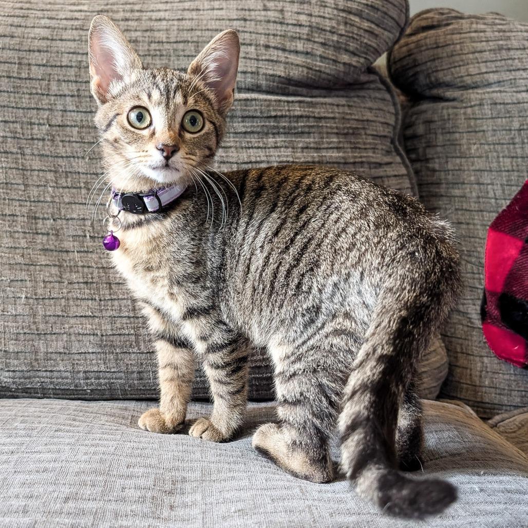 Enlarge Brooklyn, a Adoptable Domestic Short Hair in Cincinnati, OH image 1/6