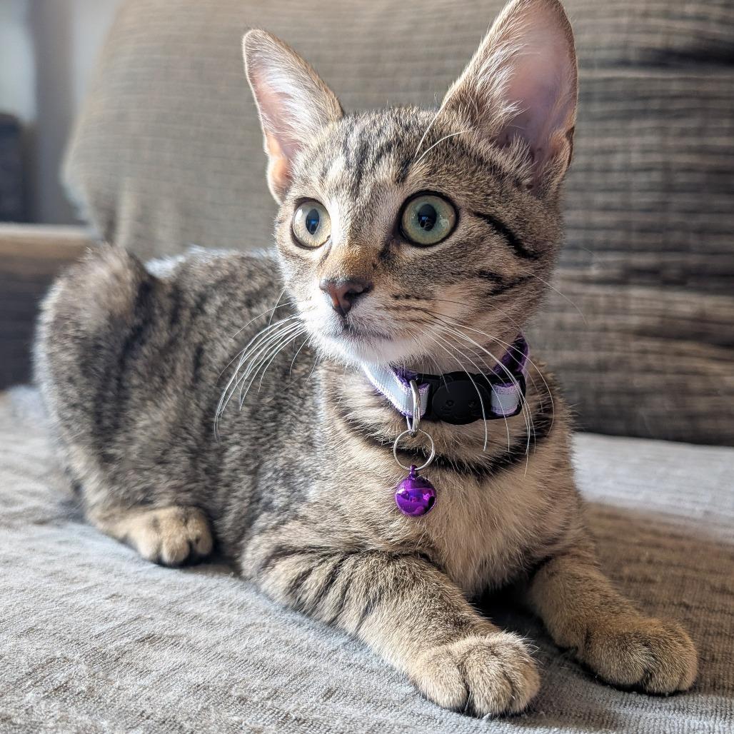 Enlarge Brooklyn, a Adoptable Domestic Short Hair in Cincinnati, OH image 2/6