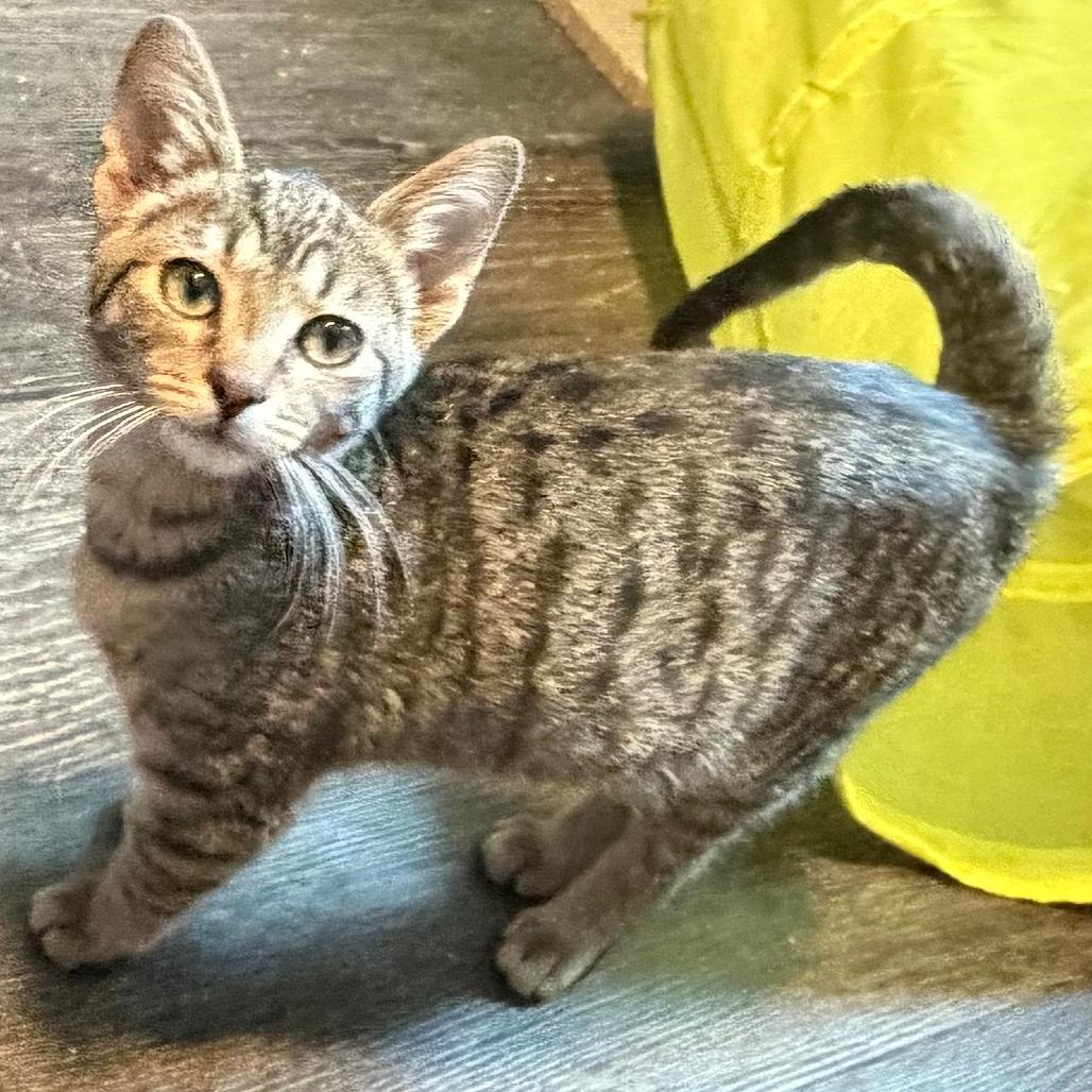Enlarge Brooklyn, a Adoptable Domestic Short Hair in Cincinnati, OH image 3/6