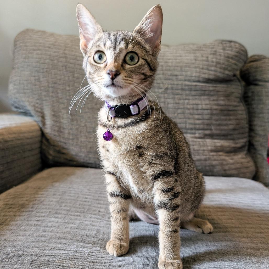 Enlarge Brooklyn, a Adoptable Domestic Short Hair in Cincinnati, OH image 4/6