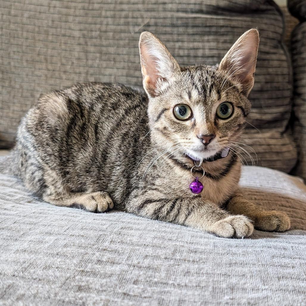 Enlarge Brooklyn, a Adoptable Domestic Short Hair in Cincinnati, OH image 5/6