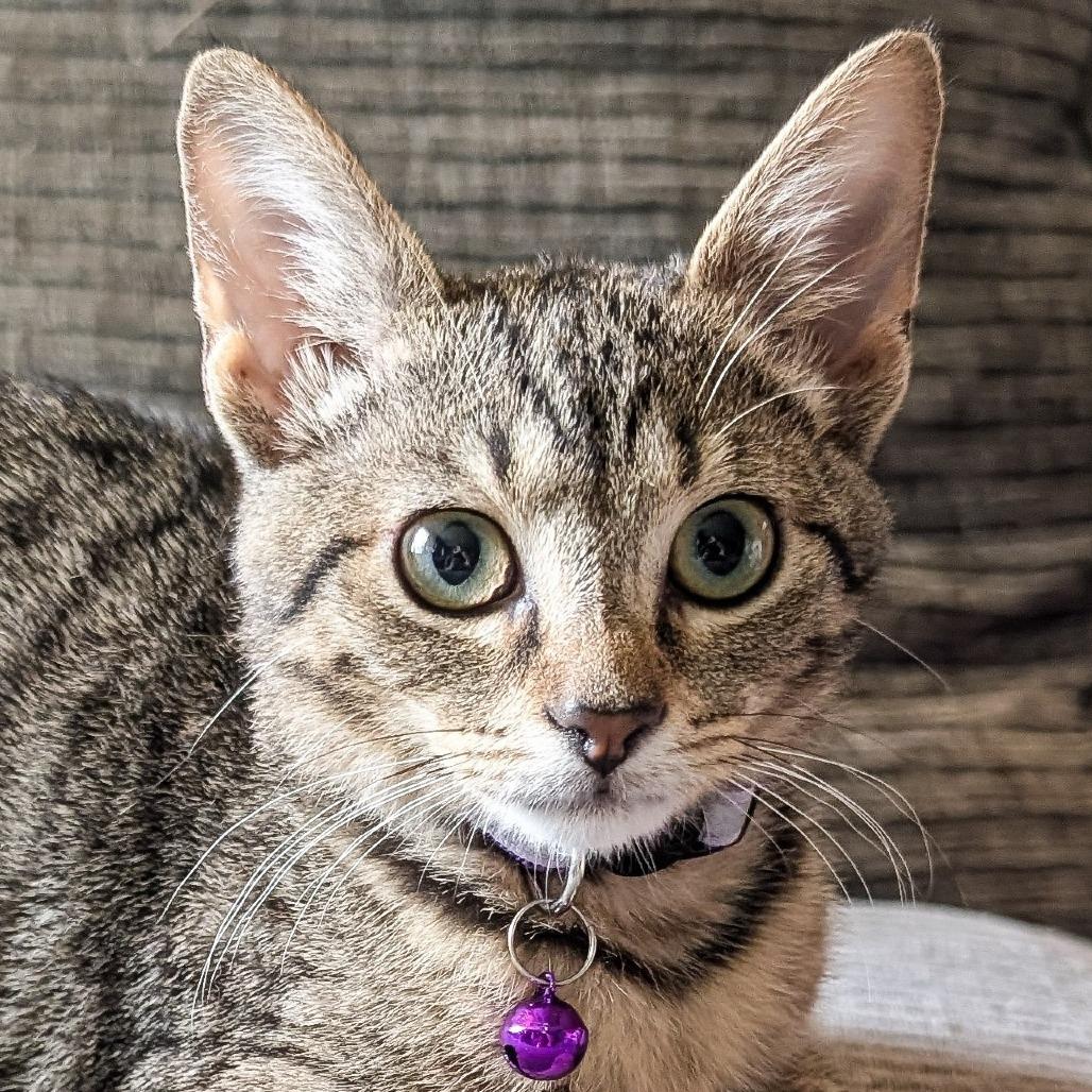 Enlarge Brooklyn, a Adoptable Domestic Short Hair in Cincinnati, OH image 6/6