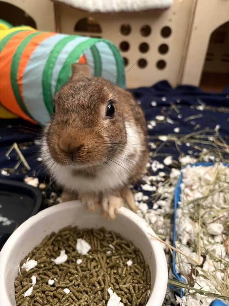 Chippy photo