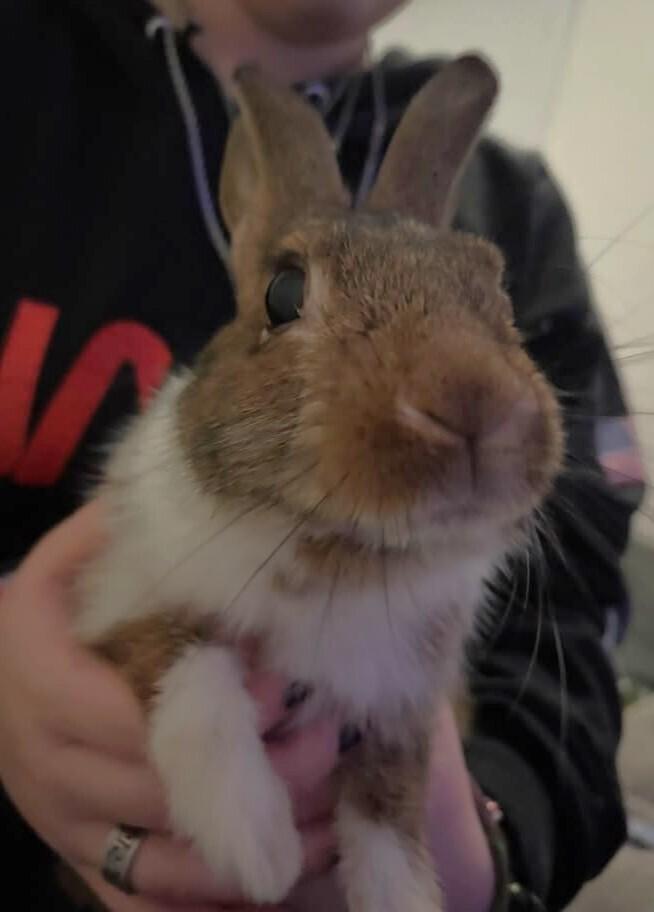 Enlarge Chippy, a Adoptable Dutch in Melbourne, FL image 4/6