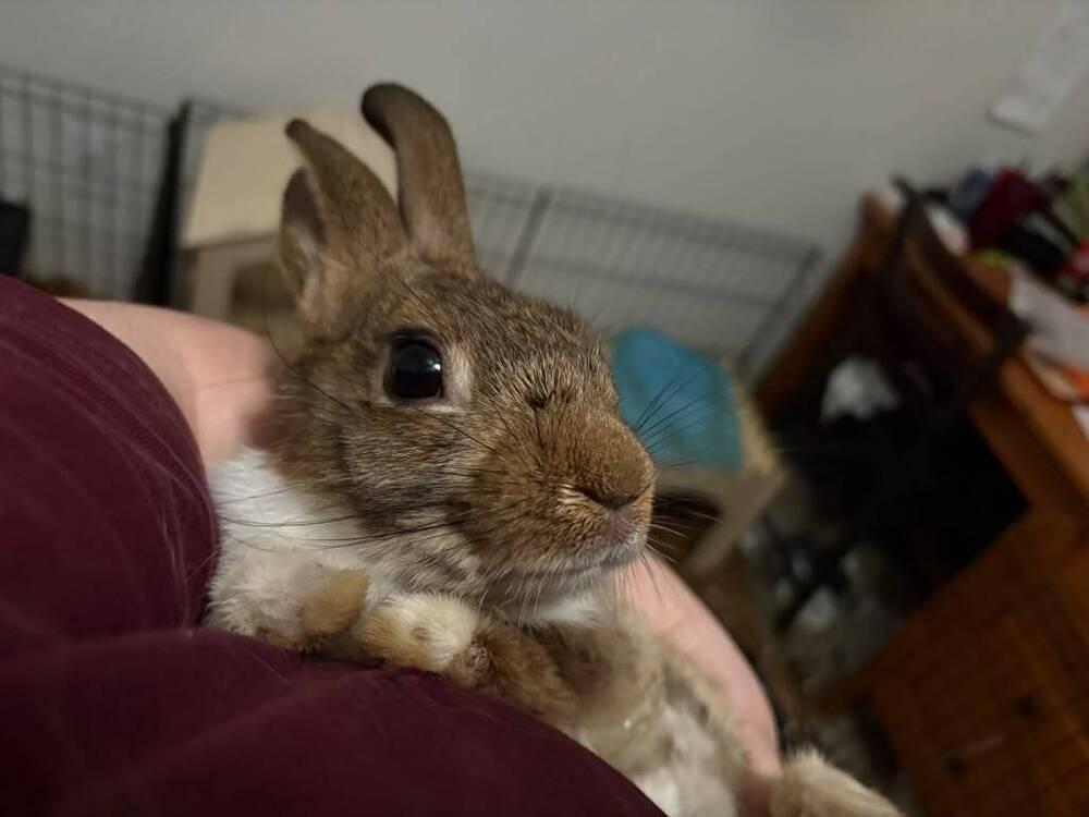 Enlarge Chippy, a Adoptable Dutch in Melbourne, FL image 5/6