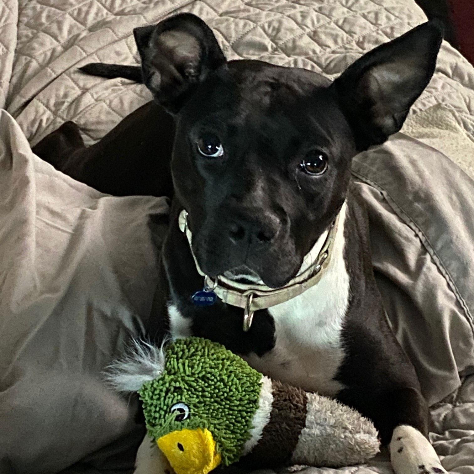 Persephone, Adoptable, Adult Female Pit Bull Terrier.